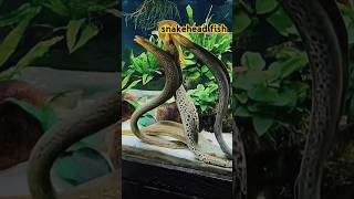 Snakehead fish tank  shortsviral shortsfeed ytshort shortsyoutube syedshah5001 [upl. by Anirb135]