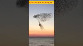 Starlings are Preety and Dangerous 😳💀starlings factsshorts MRINDIANHACKER [upl. by Nali]