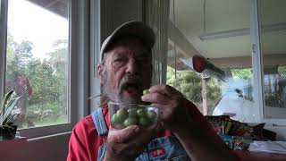 White Jaboticaba Plinia aureana [upl. by Frazier]