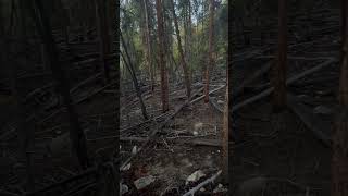 TwinLakes Colorado Damage from wildfire [upl. by Alcine]