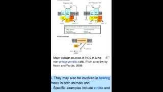 Reactive oxygen species [upl. by Blanding]