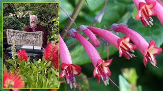 FUCHSIA DU CAP  DES MOIS ET DES MOIS DE FLEURS DE TOUTES LES COULEURS Le Quotidien du Jardin N°400 [upl. by Ambrosius]