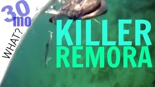 KAYAK FISHING  quotKILLER REMORAquot ft lauderdale florida [upl. by Alodie]