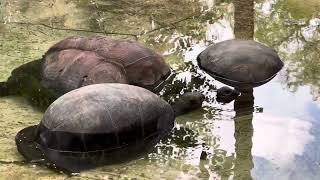 They are native to the Aldabra Atoll in the Seychelles a group of islands in the Indian Ocean [upl. by Woodhead]