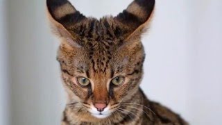 The 10 Most Unique Looking Cat Breeds [upl. by Dumond]