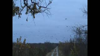 Blackbirds by the Thousands Where Birds Sleep and Roost at Night [upl. by Gorges]