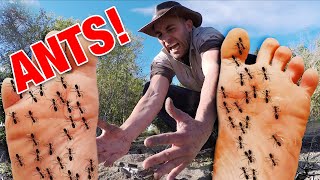 STUNG by 500 Fire Ants  Bullet Ant Sting ULTIMATE ANT STING [upl. by Jegger]