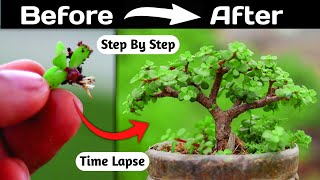 Jade Bonsai Making From Branch Cutting [upl. by Maidie]