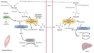 GlucoseAlanine Cycle  Cahill Cycle  Nitrogenous Waste Transport and Removal [upl. by Ayotahs282]