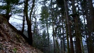 2 HOURS – Windy Woods Sleepy Forest Sounds White Noise ASMR [upl. by Holmun]