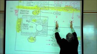 PHYSIOLOGY CELLULAR RESPIRATION PART 1 by Professor Fink [upl. by Lavine]