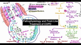 Pathophysiology and Treatment of COPD [upl. by Trahurn]