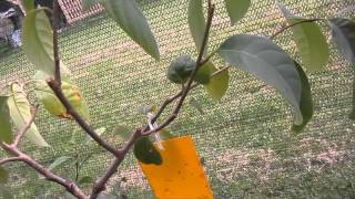 GartenBeet und Terrasse nach leichtem Frost [upl. by Calvin]