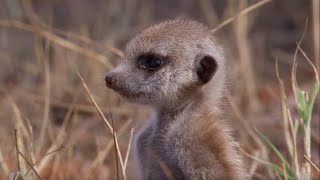 Snakebitten Meerkat Returns Home  BBC Earth [upl. by Aokek472]