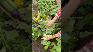 Harvesting eggplants bitter gourd chives perilla and spinach gardening [upl. by Alessandra]