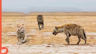 Hyena Attacks Lion Cub and Quickly Regrets It [upl. by Sidney]