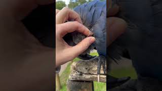 Hyacinth Macaws enjoy some satisfying pin feather pops [upl. by Nnaegroeg]