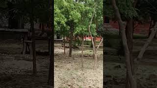 The jungle king at sri Venkateswara zoological park [upl. by Ynohtnakram965]