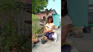 Rubber Plant Repotting plantscorner shorts youtubeshorts rubberplant gardening [upl. by Yelyak862]