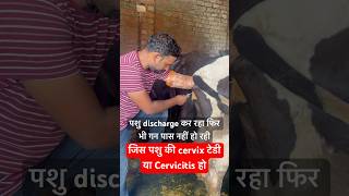 Cervicitis बच्चे दानी के मुँह पर गाँठshorts animals viralvideo trending youtubeshorts farming [upl. by Eulaliah105]