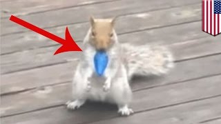 Squirrel bulb bandit sneaky squirrel makes off with 150 Christmas bulbs in 24 hours  TomoNews [upl. by Dorran]