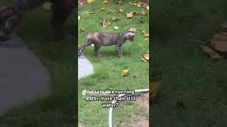 Instinctual behaviour of cats youtubeshorts pets dog kitten [upl. by Yenruoj627]