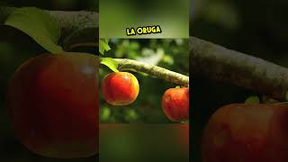 La oruga egoísta Una manzana dos hogares 🍎🐛 [upl. by Yarled]