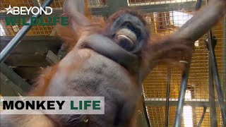 S5E13  Jeremy’s Got High Hopes For Overweight OrangUtan Oshine  Monkey Life  Beyond Wildlife [upl. by Alberta507]