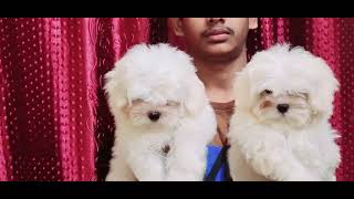 subbukennel maltesepuppies for sale in Delhi more detail contact me 8076160014 [upl. by Eldora568]