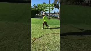 Lawn Painting with Endurant TurfPaintnet lawn lawnpaint dyi landscaping howto [upl. by Dennet950]