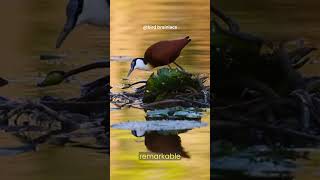 Why Can Jacanas Walk on Water The Surprising Reason Revealed nature birds jacana shorts [upl. by Dedie]