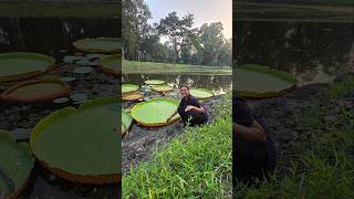 Makhana Plant 🌷 মাখানা আর পদ্ম গাছের তফাৎ 😱 makhana lotus lotusseed trending plantation viral [upl. by Nahor]