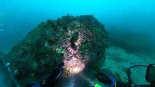 Bushrangers Bay Bass Point Shellharbour NSW scuba dive [upl. by Jairia]