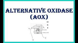 Alternative Oxidase AOX [upl. by Eessac847]