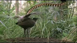 Lyrebird Imitating Manmade Sounds in Forest [upl. by Haelhsa]