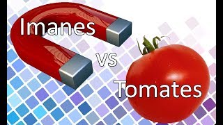 ¿Por qué los tomates se ven REPELIDOS por los imanes [upl. by Culhert]