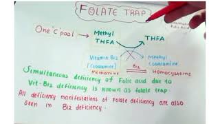 Folate trap  quick revision [upl. by Annawt]