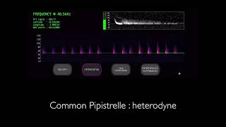 Audio Identification of Common British Bats  pipistrelles [upl. by Silsby]