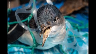 Plastic Pollution is Killing Wildlife  Oceana Canada [upl. by Ynatterb]