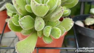 Cotyledon Tomentosa  Pata deurso [upl. by Teyut]