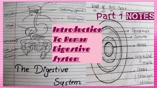 Notes of Introduction To Digestive System Anatomy and physiology [upl. by Htebazileharas690]