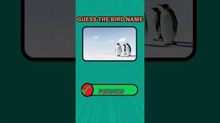 Ultimate Bird Quiz – Guess the Bird from Its Pictureshortsfeed shortvideo gkquiz quiz [upl. by Kay]