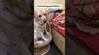 Rubi 😻  labra rubi  youtubeshorts shorts labrador doglover funny cute emotional songs [upl. by Nhguav]