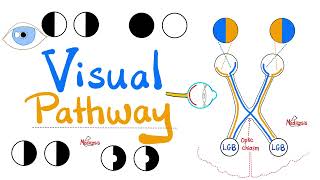 Visual Pathway amp its defects  Optic nerve  Optic Chiasm  Optic tract  Lateral Geniculate Body [upl. by Rhoades]