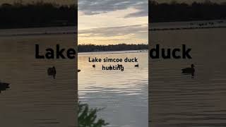 Lake simcoe Ontario duck hunting duckhunting duckhuntinglakeontario2024 lakesimcoehunting [upl. by Nylatsyrk]