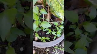 My bell peppers seeds tumubo na bellpepper bellpeppers [upl. by Hannavahs304]