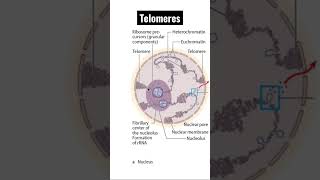 Telomeres Your Biological Clock Is Ticking [upl. by Ybocaj]