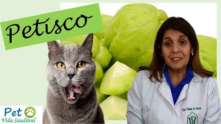 Petisco Natural Caseiro para Gatos Alimentação Natural You Tube [upl. by Nyved]