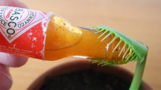 HOT SAUCE for Charlie the Venus Flytrap miniature [upl. by Nored833]