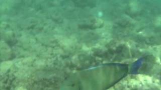 Ringtail Surgeonfish  Blochii Tang  Poipu Kauai Hawaii [upl. by Nhabois761]